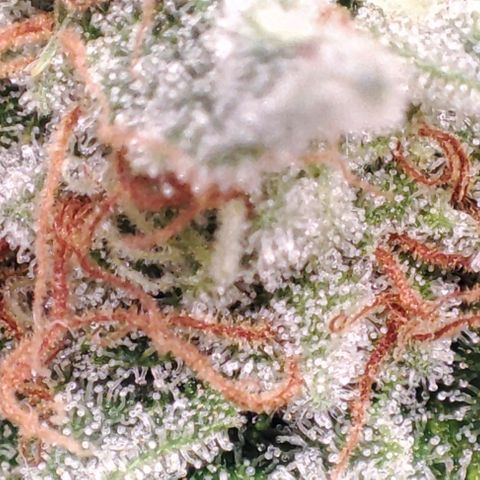 Mack&Crack growlog timeline photo