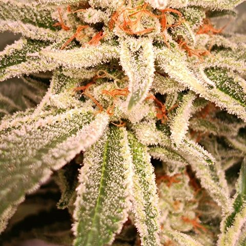 Mack&Crack growlog timeline photo