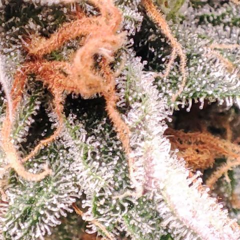 Mack&Crack growlog timeline photo