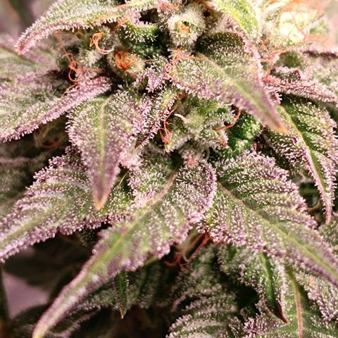 Mack&Crack growlog timeline photo