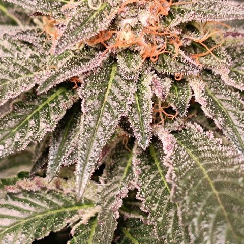 Mack&Crack growlog timeline photo