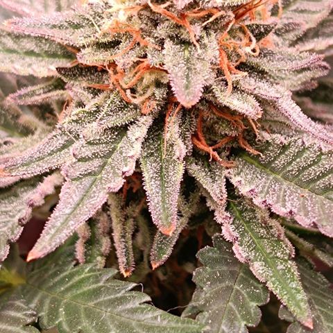 Mack&Crack growlog timeline photo