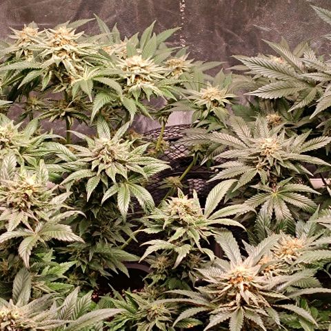 Mack&Crack growlog timeline photo