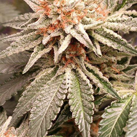 Mack&Crack growlog timeline photo