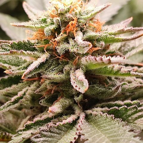 Mack&Crack growlog timeline photo