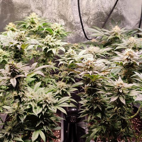 Mack&Crack growlog timeline photo