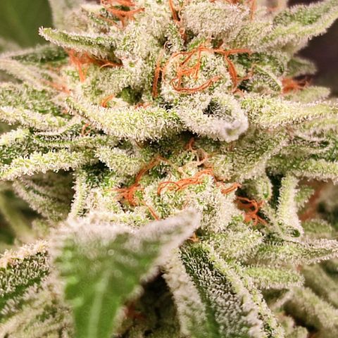 Mack&Crack growlog timeline photo