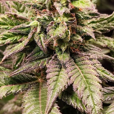 Mack&Crack growlog timeline photo