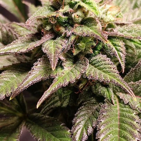 Mack&Crack growlog timeline photo
