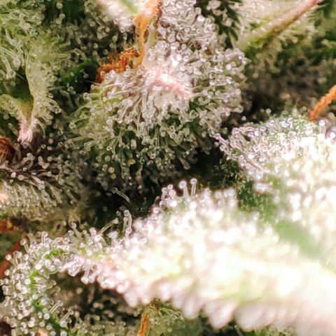 Mack&Crack growlog timeline photo