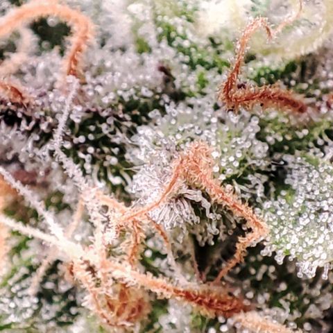 Mack&Crack growlog timeline photo