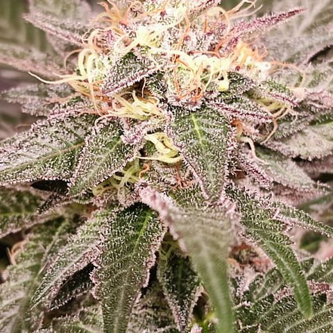 Mack&Crack growlog timeline photo