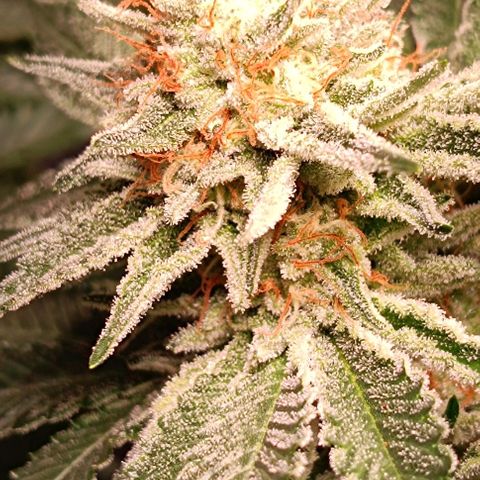 Mack&Crack growlog timeline photo