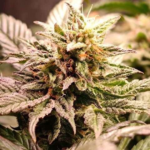 Mack&Crack growlog timeline photo