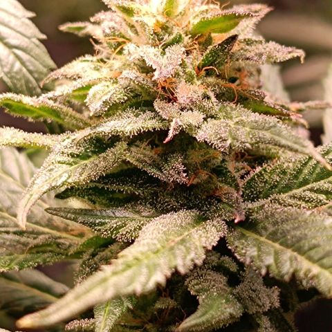 Mack&Crack growlog timeline photo