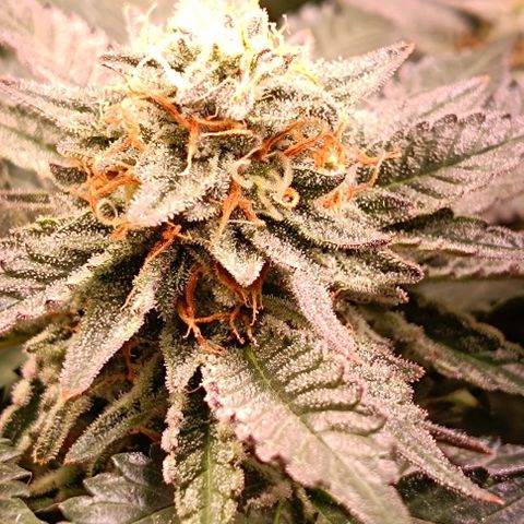 Mack&Crack growlog timeline photo