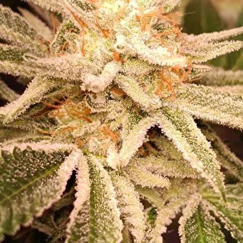 Mack&Crack growlog timeline photo