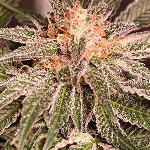 Mack&Crack growlog timeline photo