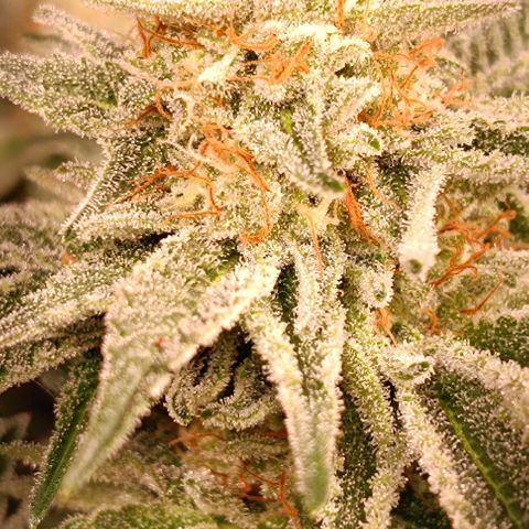 Mack&Crack growlog timeline photo
