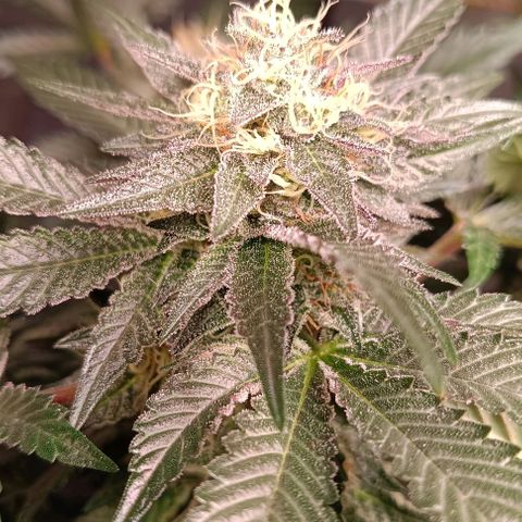 Mack&Crack growlog timeline photo