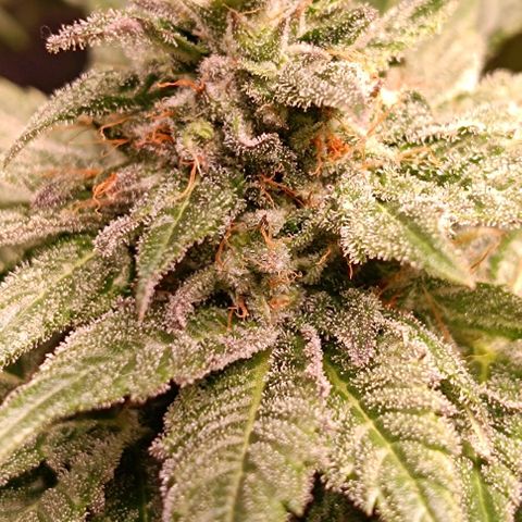 Mack&Crack growlog timeline photo