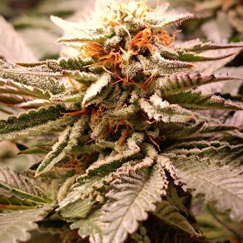 Mack&Crack growlog timeline photo