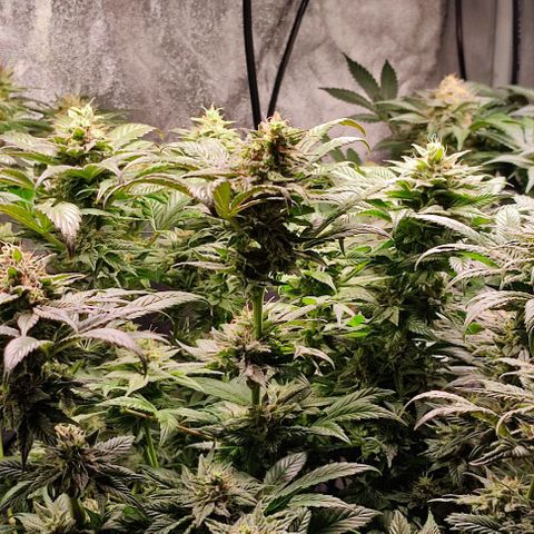 Mack&Crack growlog timeline photo