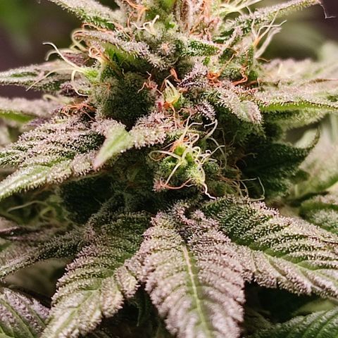 Mack&Crack growlog timeline photo