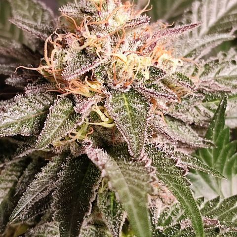 Mack&Crack growlog timeline photo