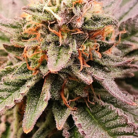 Mack&Crack growlog timeline photo