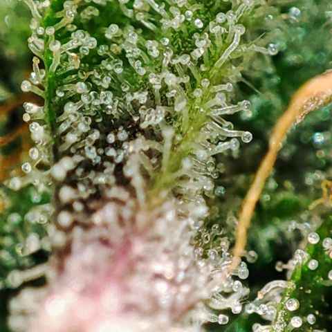 Mack&Crack growlog timeline photo