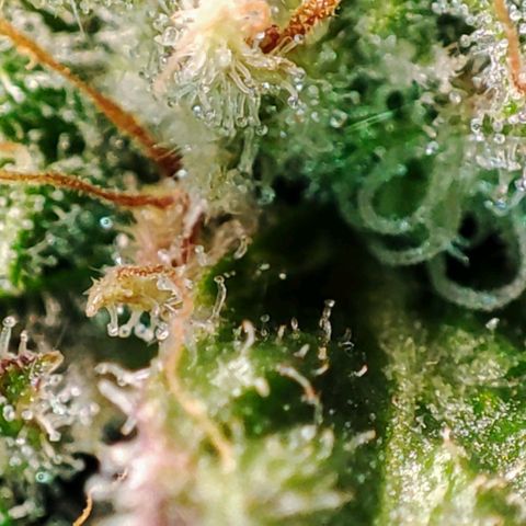 Mack&Crack growlog timeline photo