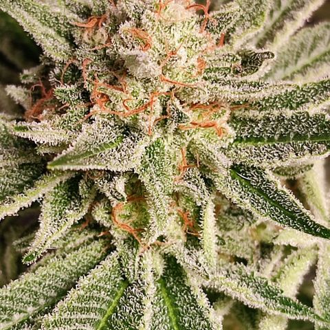 Mack&Crack growlog timeline photo