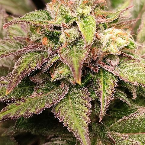 Mack&Crack growlog timeline photo