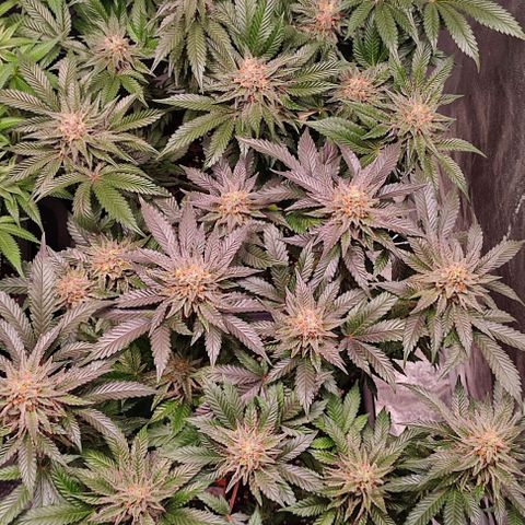 Mack&Crack growlog timeline photo