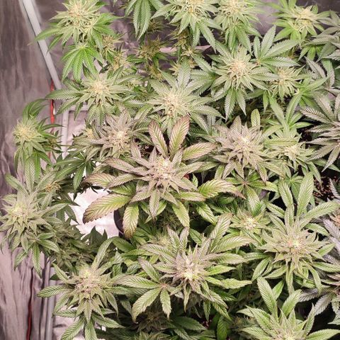 Mack&Crack growlog timeline photo