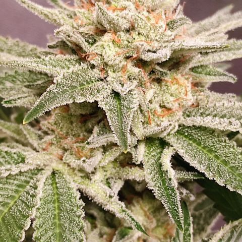 Mack&Crack growlog timeline photo