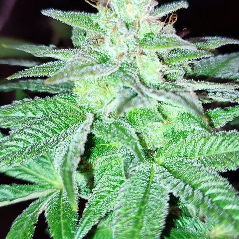 Mack&Crack growlog timeline photo