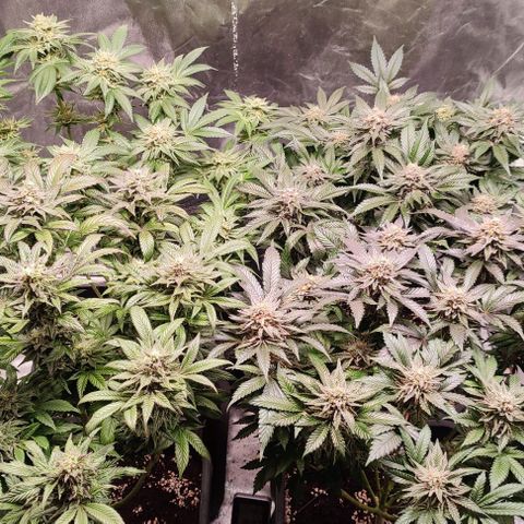 Mack&Crack growlog timeline photo