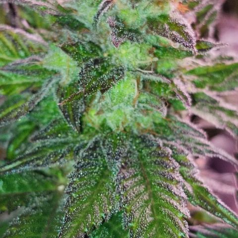 Mack&Crack growlog timeline photo