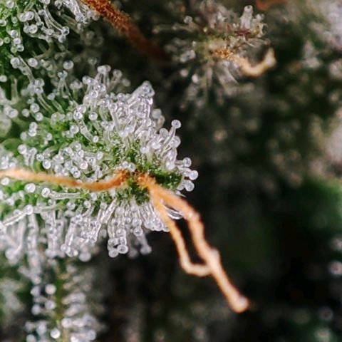 Mack&Crack growlog timeline photo