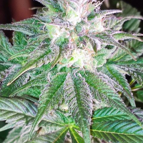 Mack&Crack growlog timeline photo