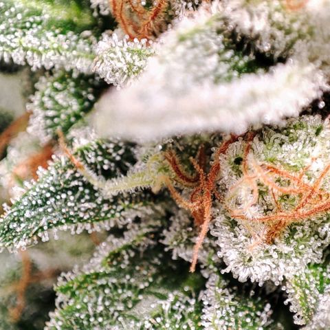 Mack&Crack growlog timeline photo