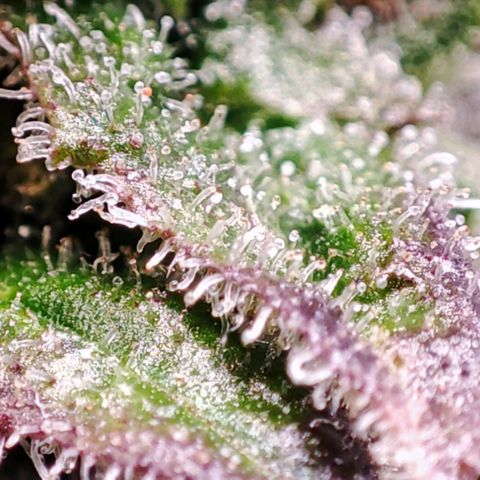 Mack&Crack growlog timeline photo