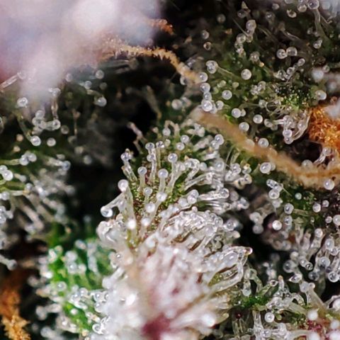 Mack&Crack growlog timeline photo
