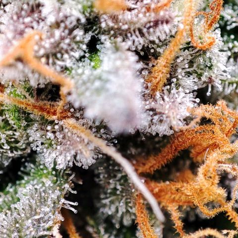Mack&Crack growlog timeline photo