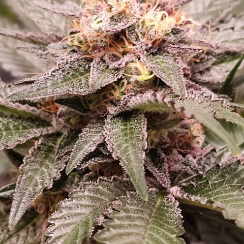 Mack&Crack growlog timeline photo