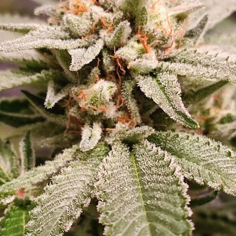 Mack&Crack growlog timeline photo