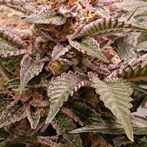 Mack&Crack growlog timeline photo