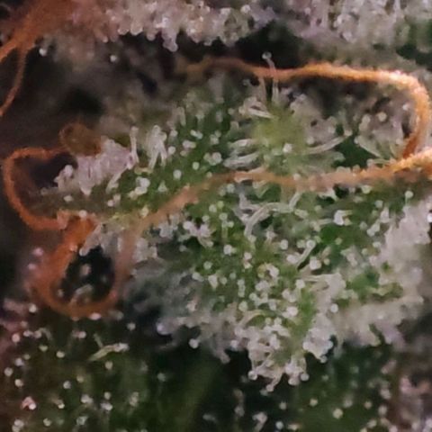 Mack&Crack growlog timeline photo